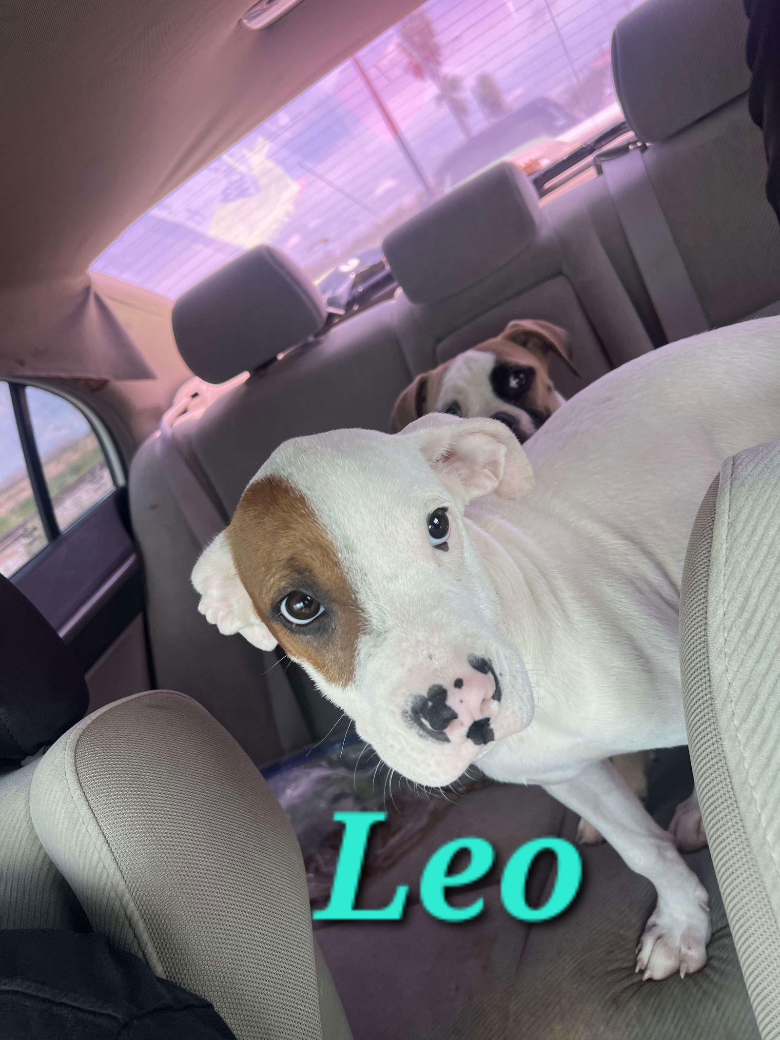 adoptable Dog in Reading, PA named Leo