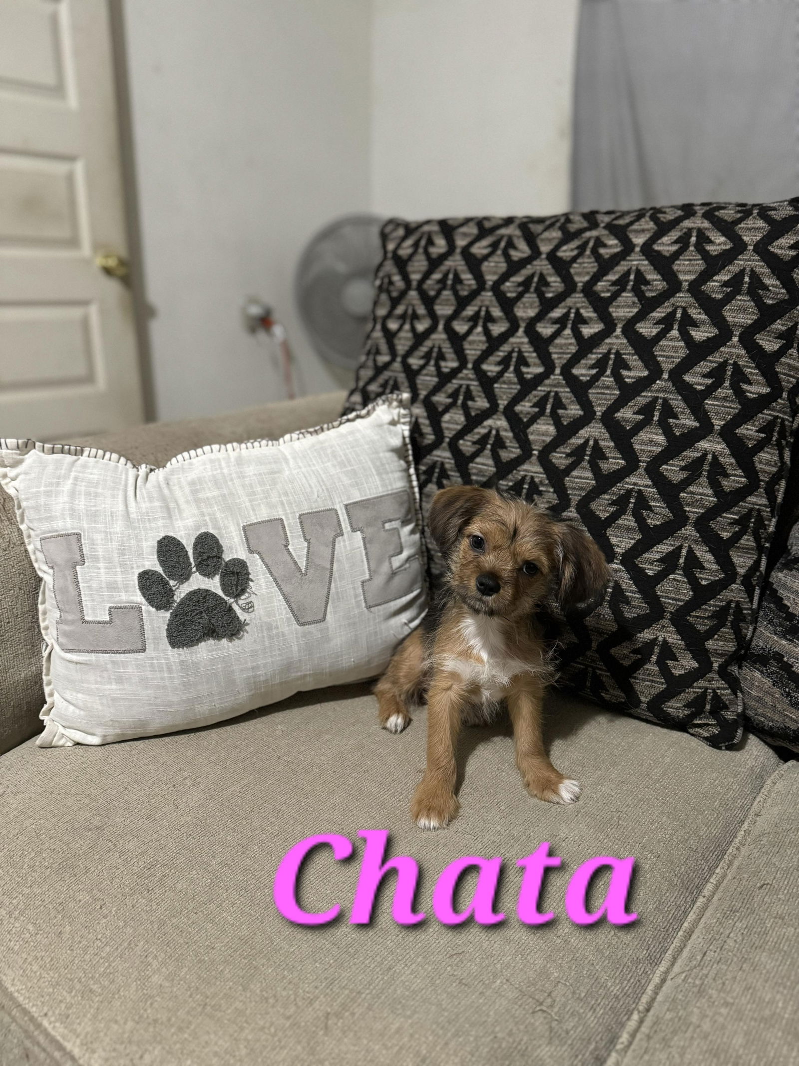 adoptable Dog in Reading, PA named Chata