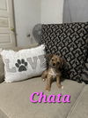 adoptable Dog in , PA named Chata