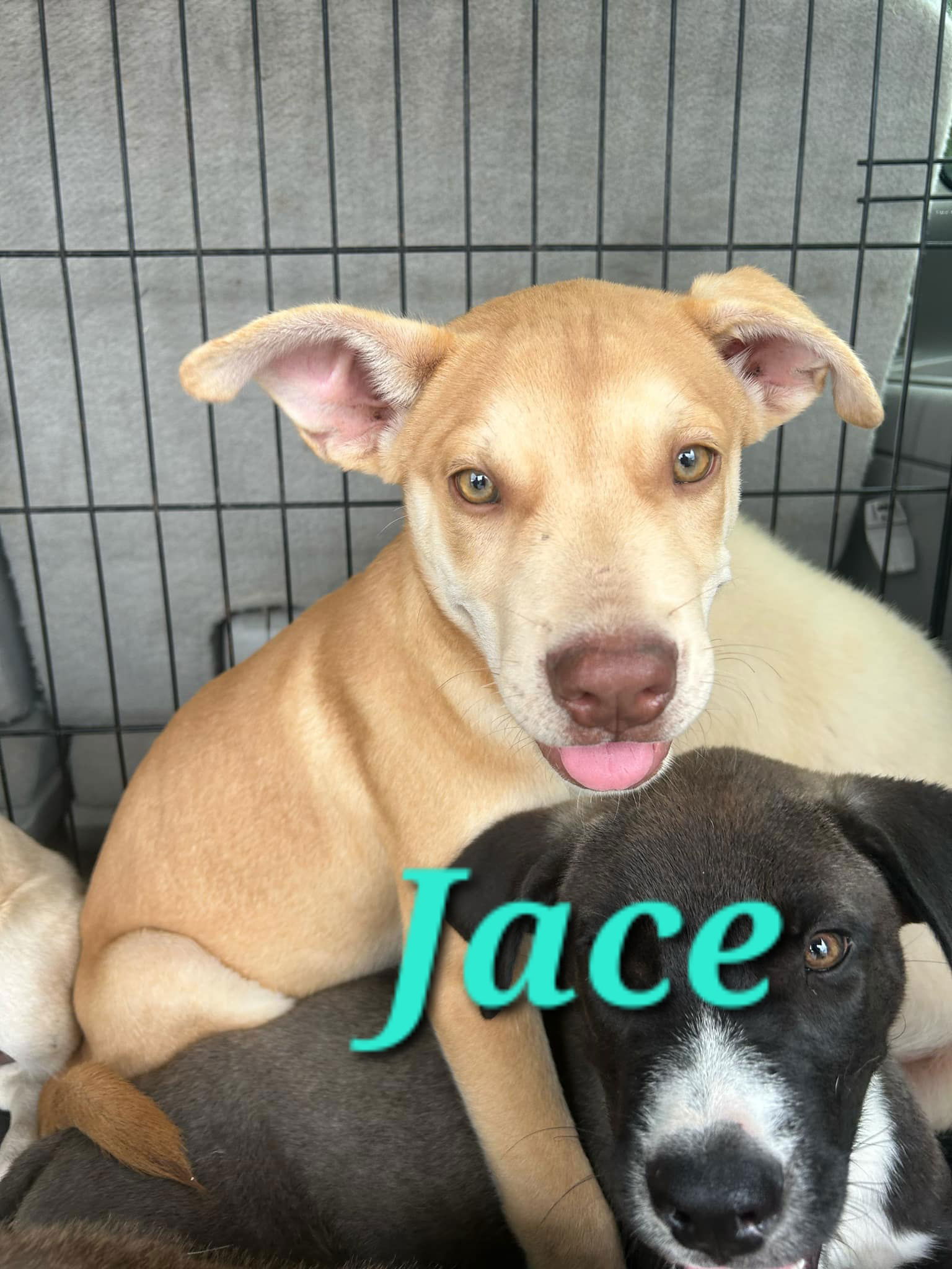 adoptable Dog in Reading, PA named Jace