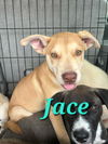 adoptable Dog in , PA named Jace