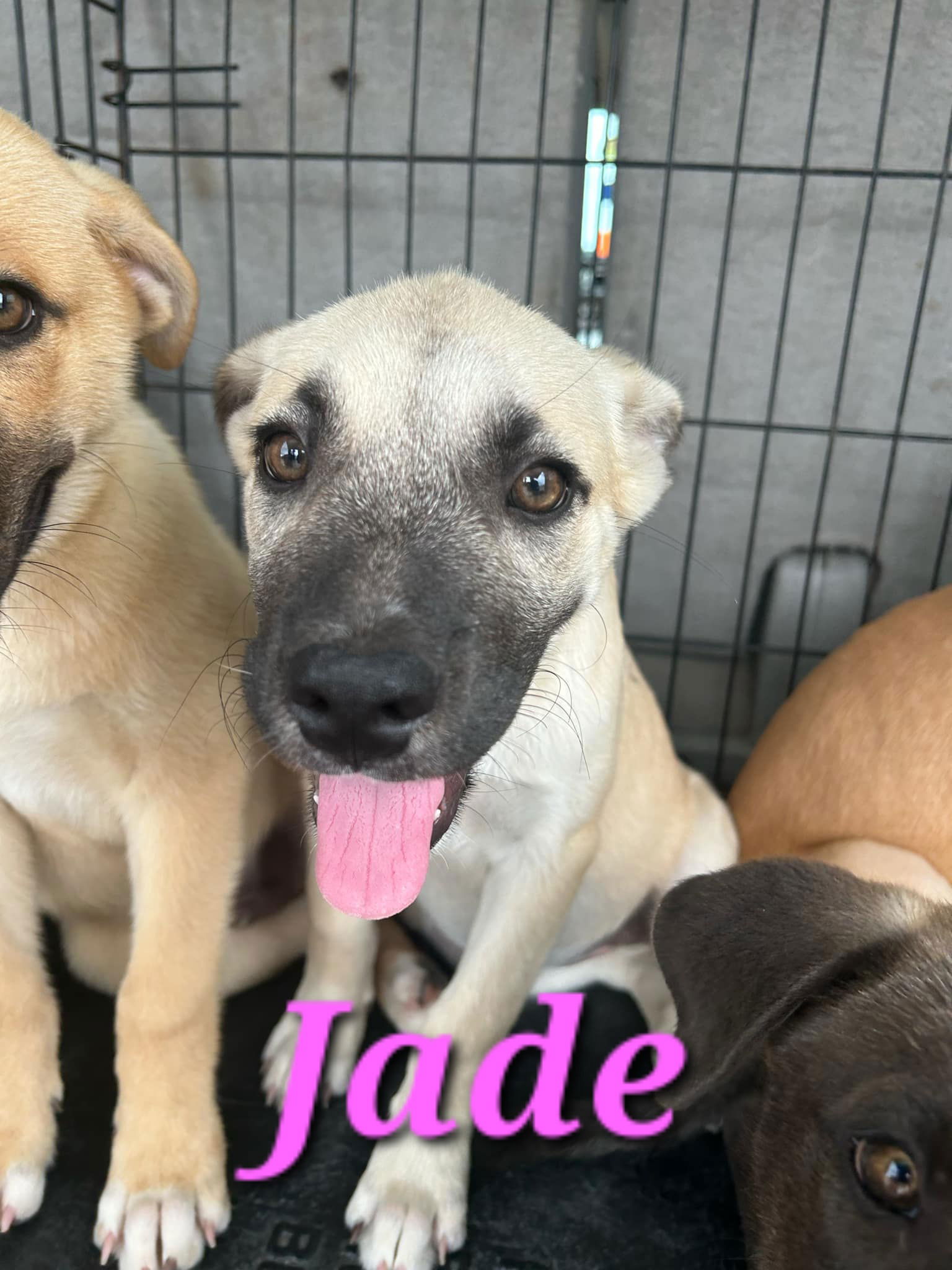 adoptable Dog in Reading, PA named Jade