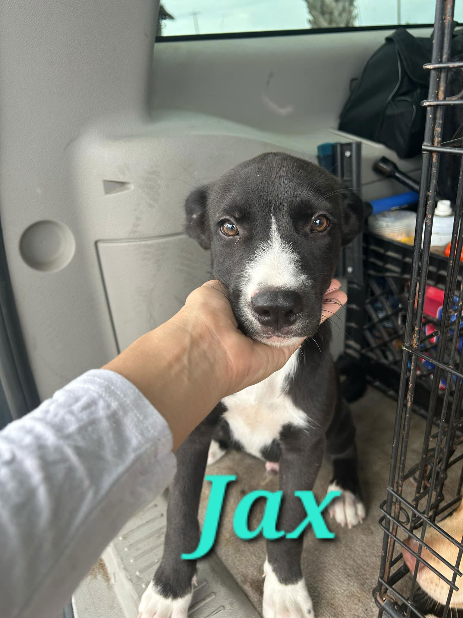 adoptable Dog in Reading, PA named Jax