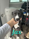 adoptable Dog in , PA named Jax