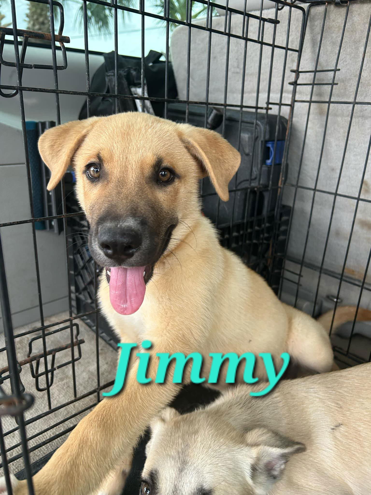 adoptable Dog in Reading, PA named Jimmy