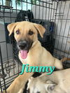 adoptable Dog in , PA named Jimmy