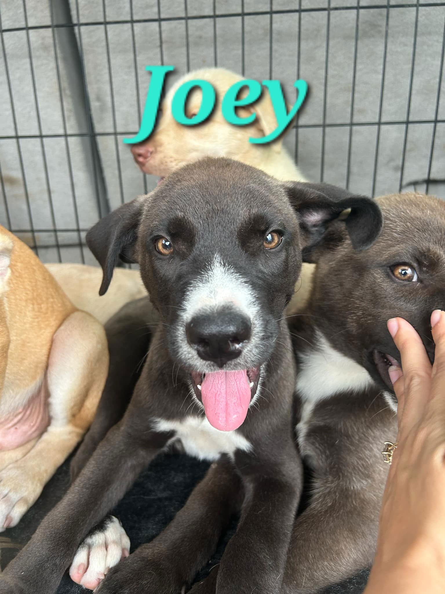 adoptable Dog in Reading, PA named Joey