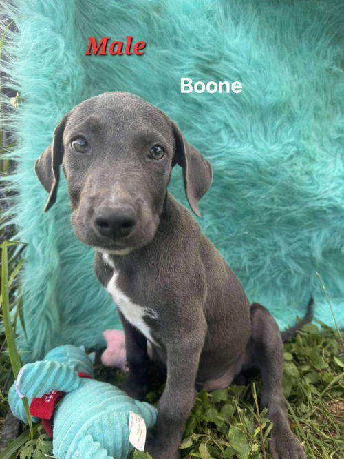 Boone