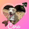 Cora