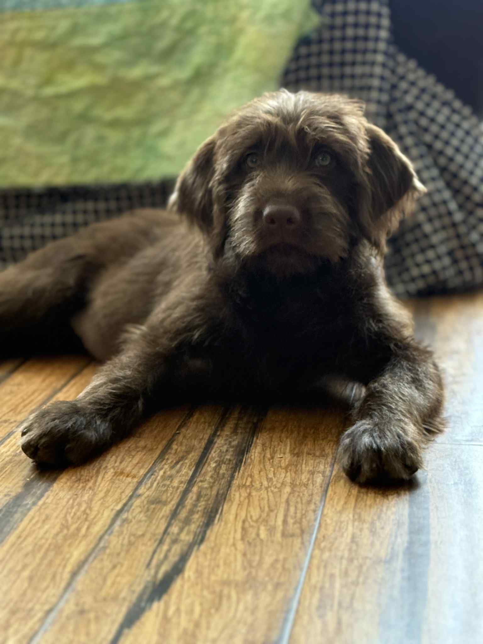 adoptable Dog in Reading, PA named Jade