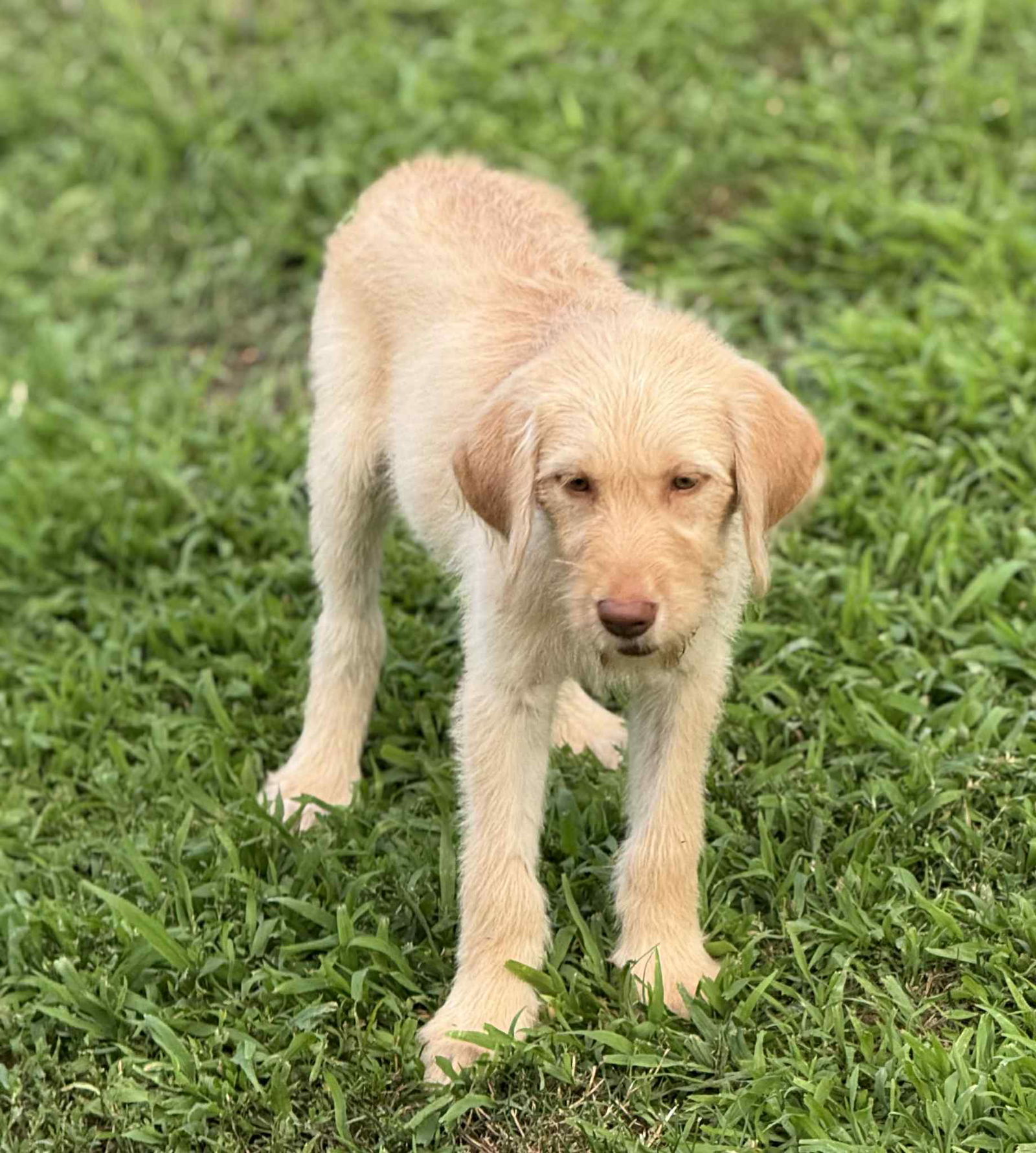 adoptable Dog in Reading, PA named Juniper