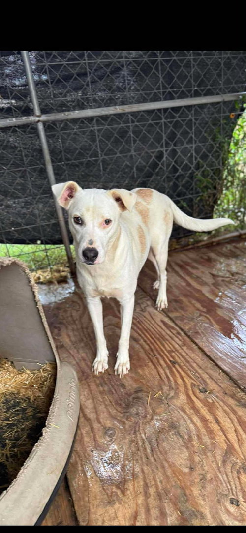 picture of the dog needing adoption