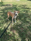 Brownie - Photo 2