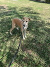 Brownie - Photo 3