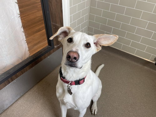 picture of the dog needing adoption