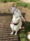 Mason - Photo 2