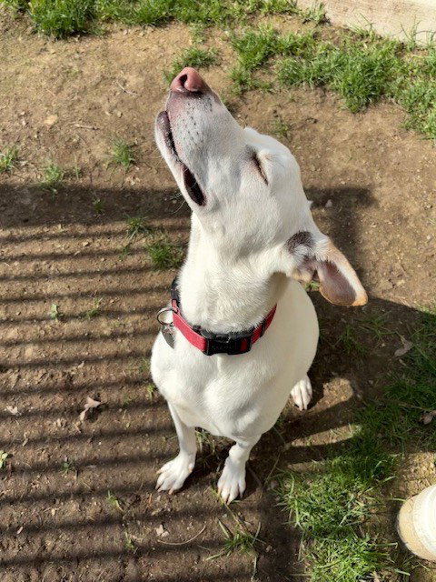 MASON - Labrador Retriever / Whippet available for adoption