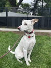 Mason - Photo 3