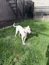 Mason - Photo 4