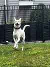 Mason - Photo 5
