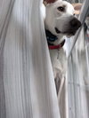 Mason - Photo 6