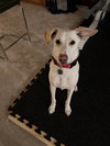 Mason - Photo 7