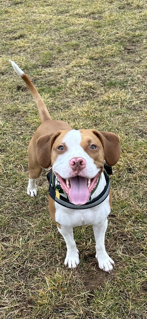 ARLO - Pit Bull Terrier for adoption in Reading