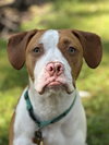 Arlo - Photo 2