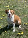 Arlo - Photo 3