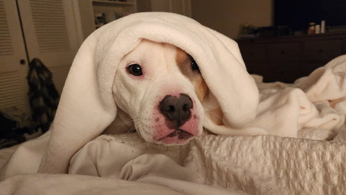 picture of the dog needing adoption