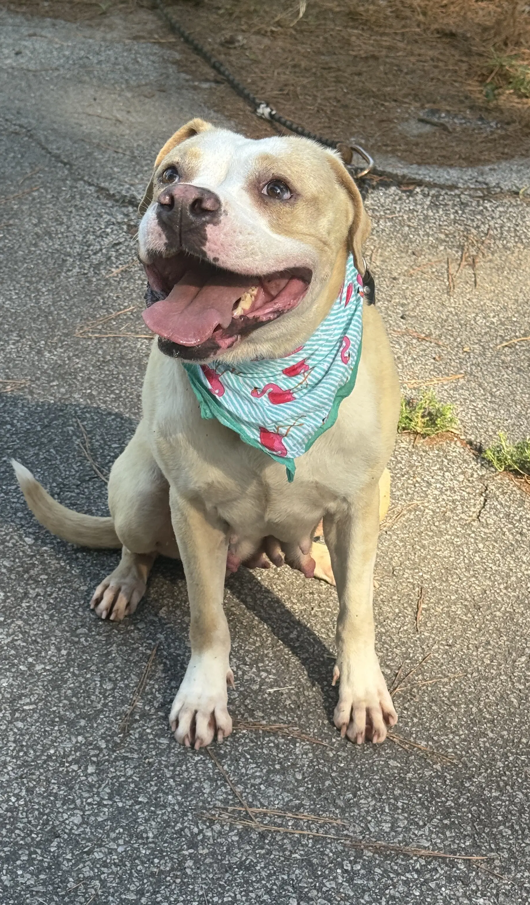 Maressa - Pit Bull Terrier