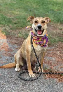 Nellie - Cattle Dog