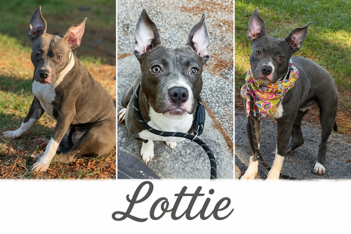 Lottie, an adoptable Boston Terrier in Shillington, PA