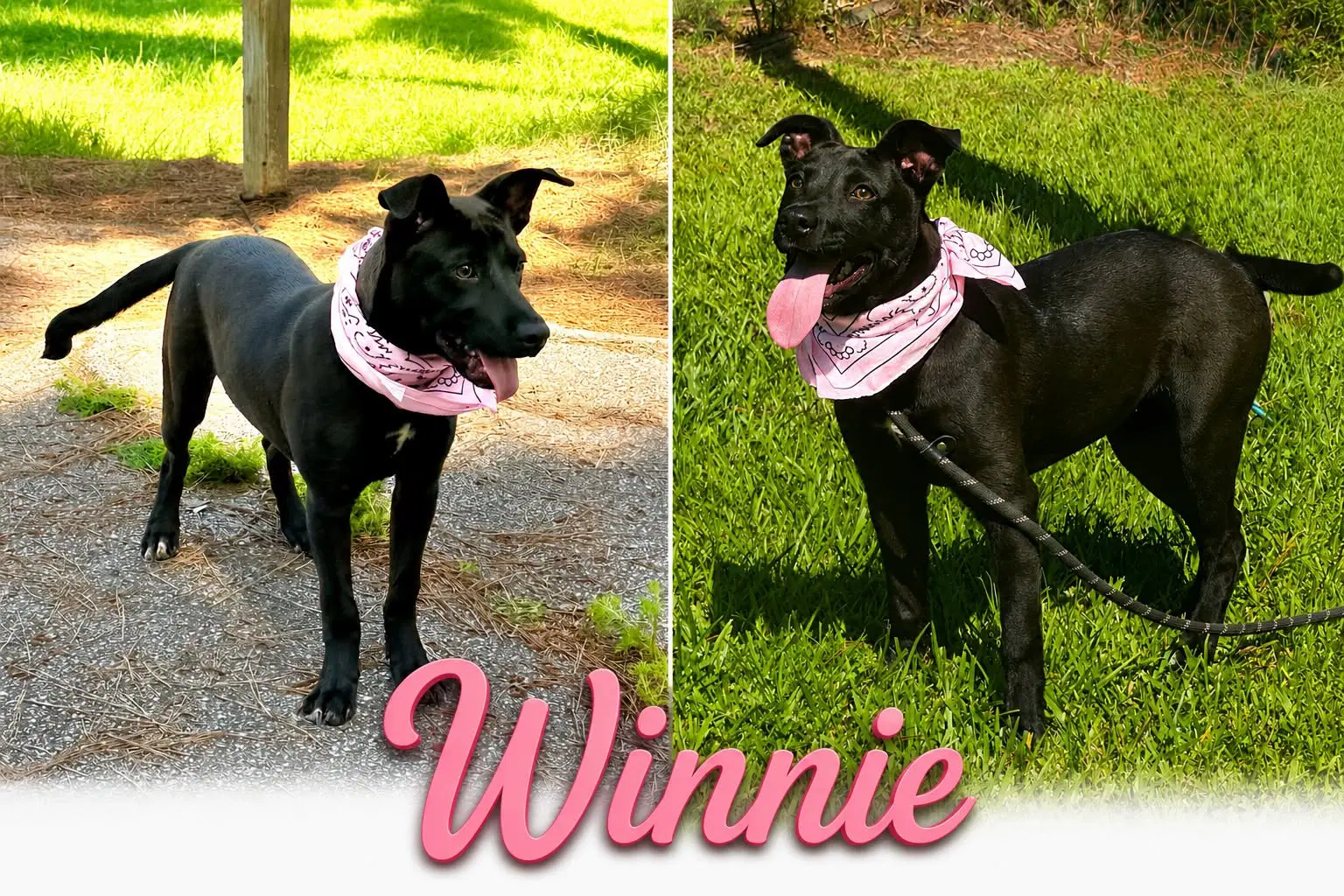 Winnie - Labrador Retriever