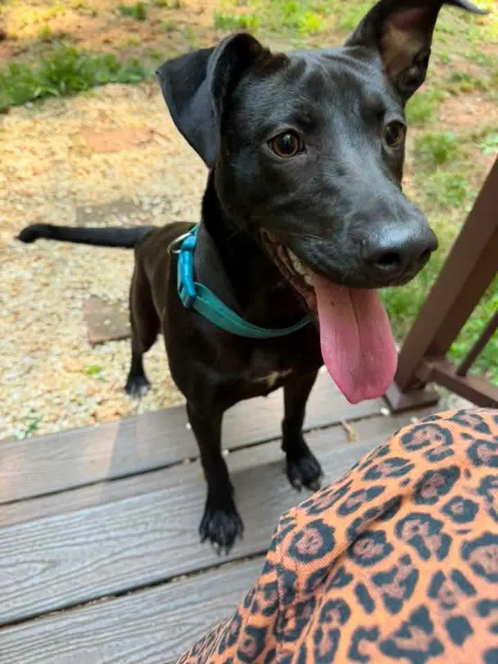 Winnie - Labrador Retriever