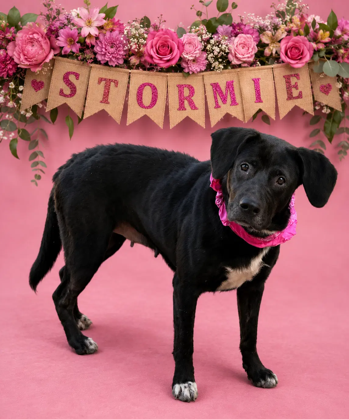 Stormie - Labrador Retriever