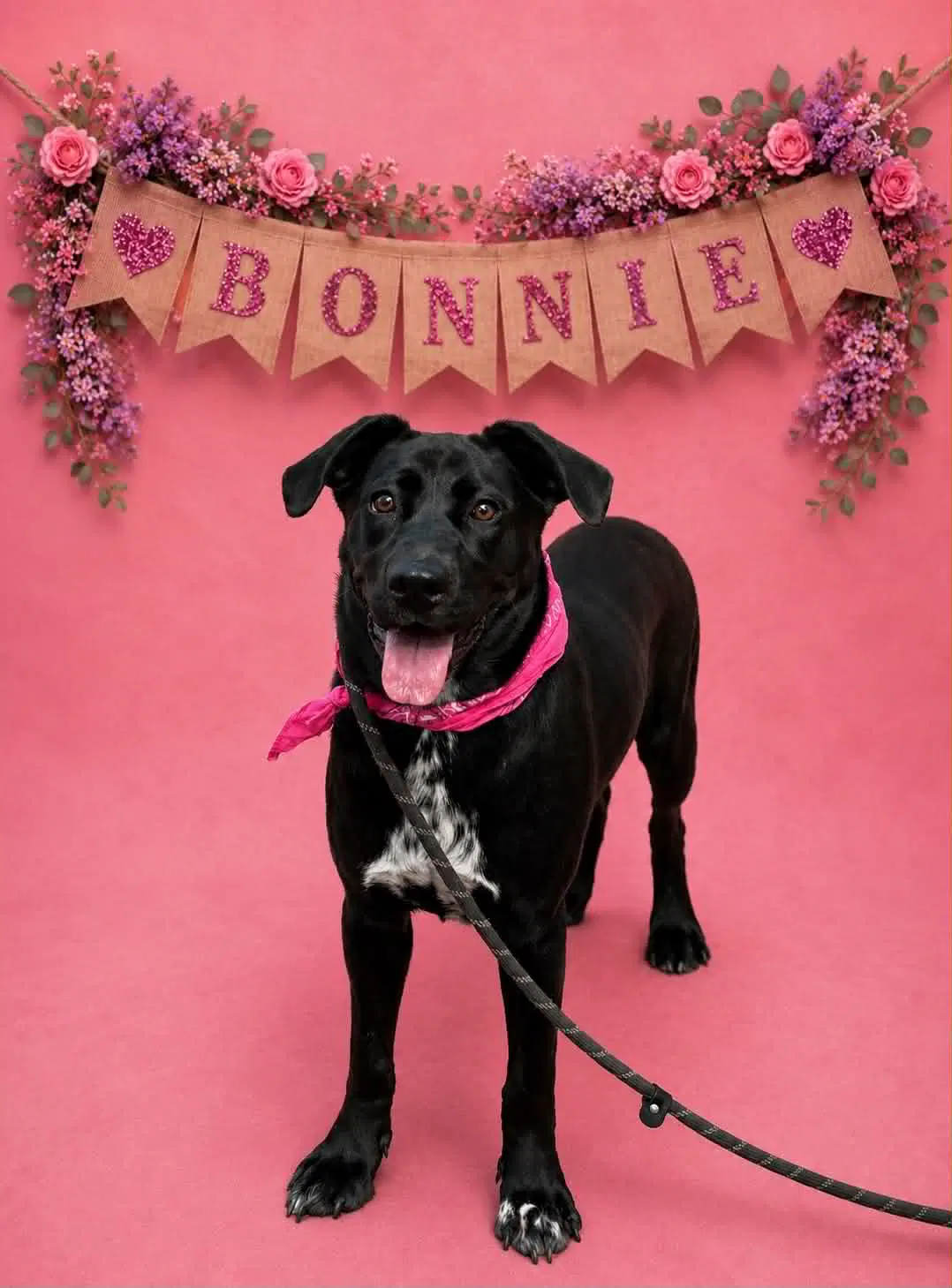 Bonnie image 1