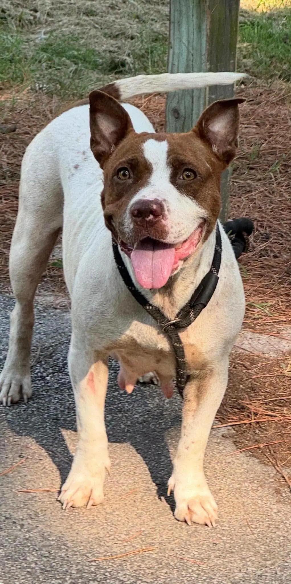 Gabby - American Pit Bull Terrier