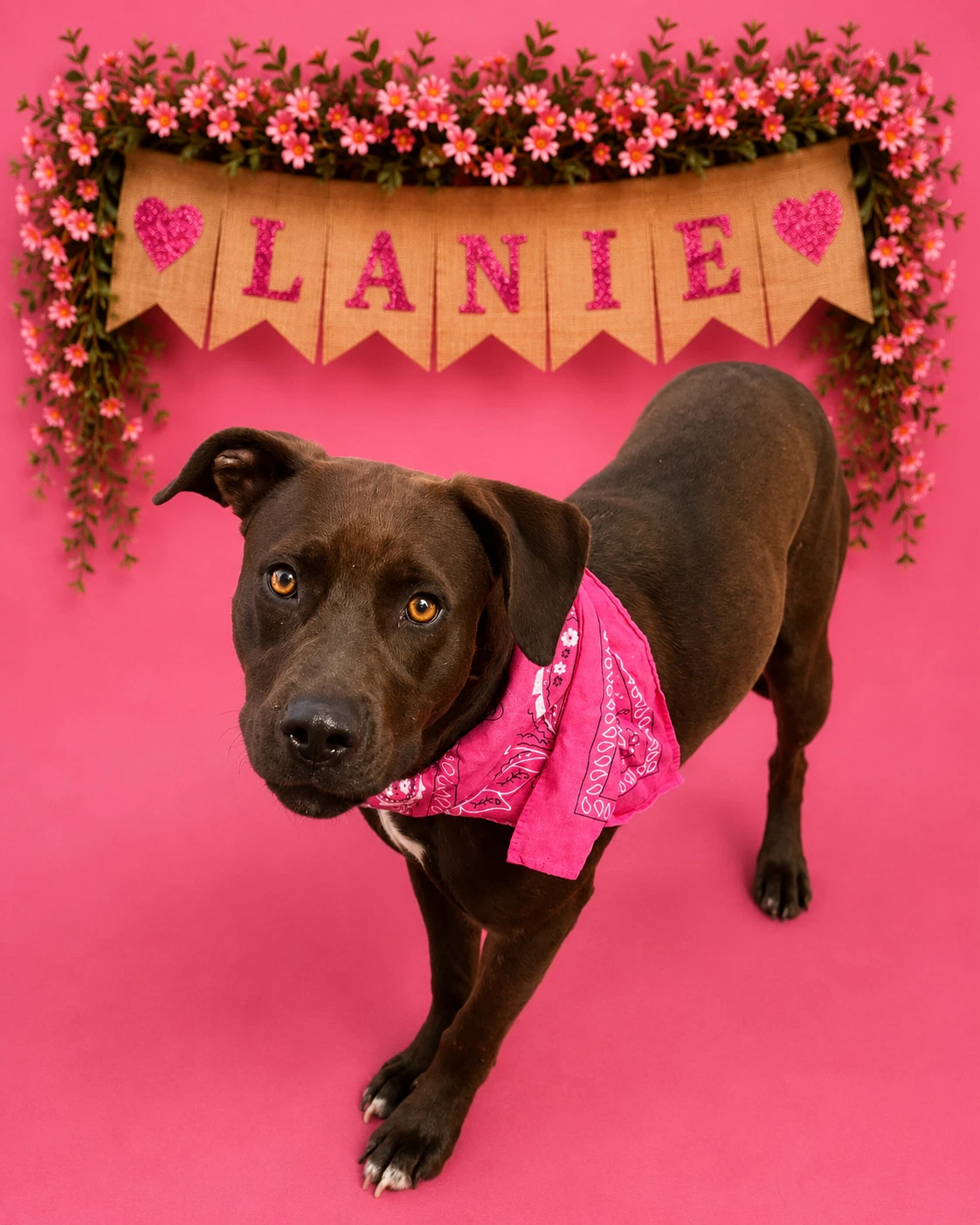Lanie