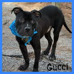 Gucci - Pit Bull Terrier