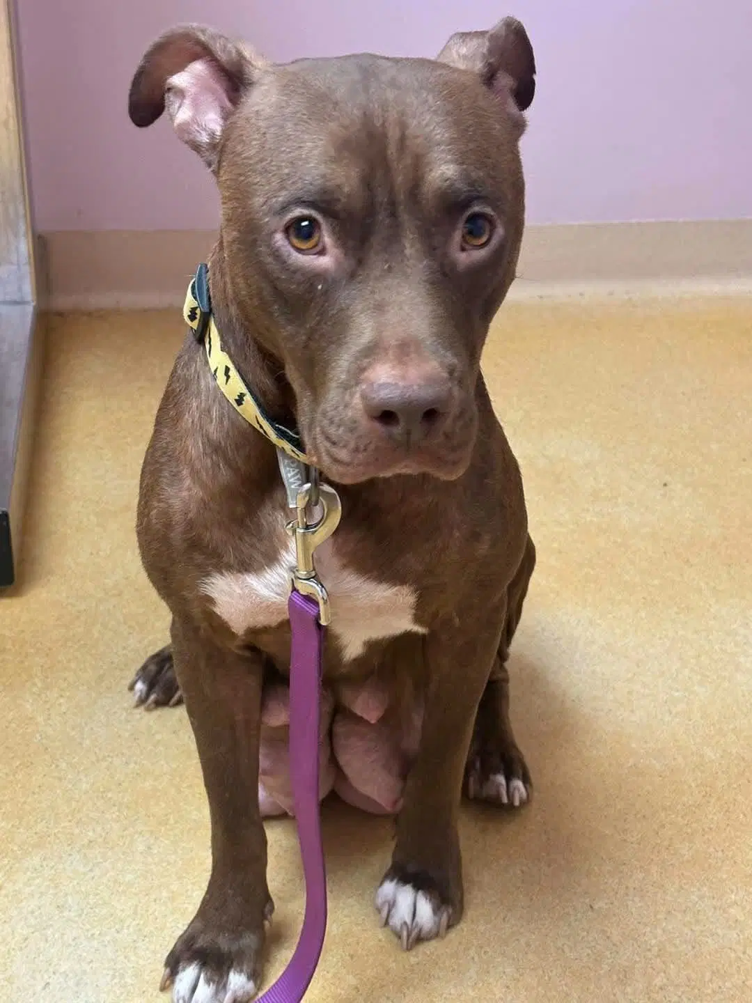 Helen - Pit Bull Terrier