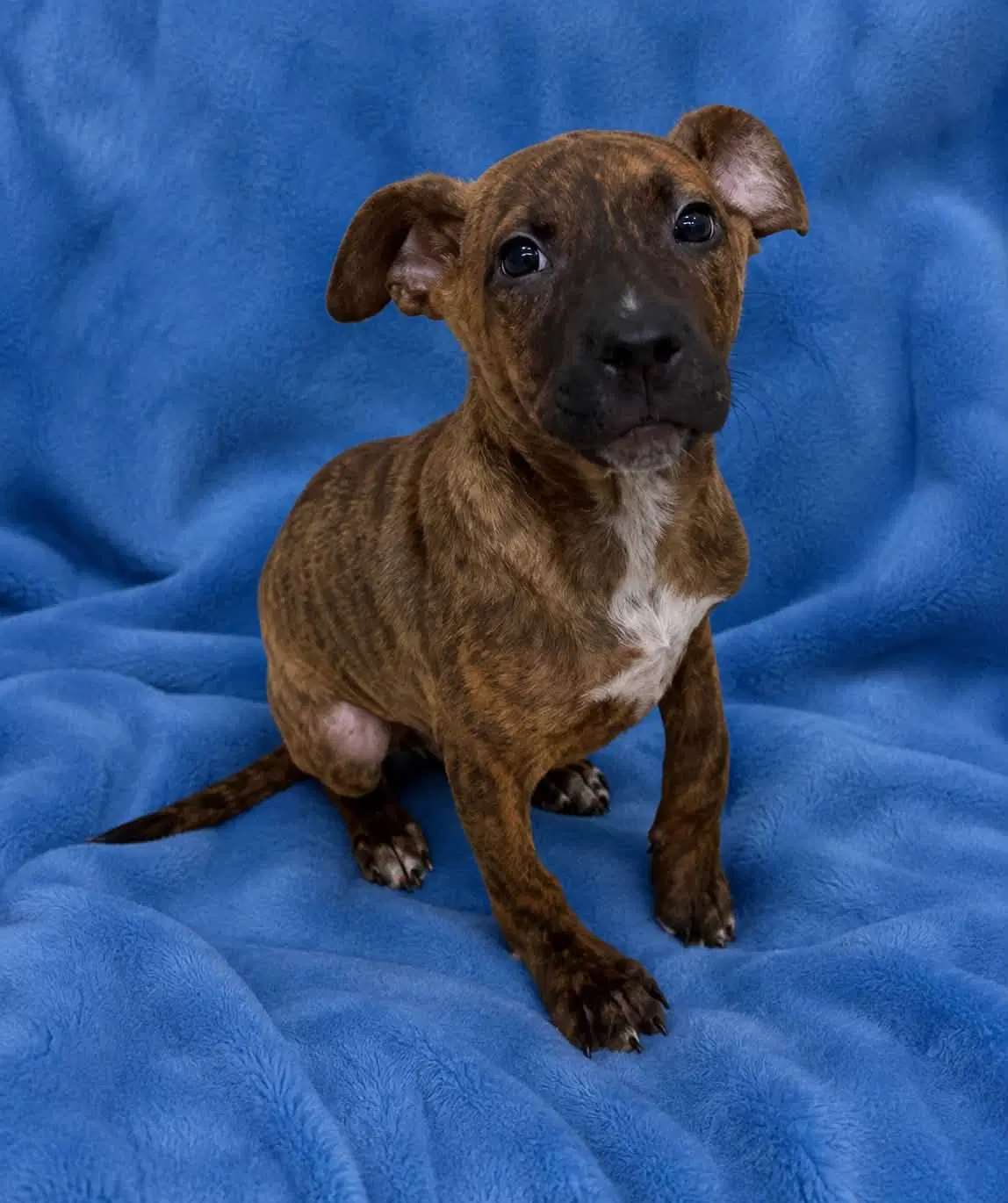 Chip - Black Mouth Cur