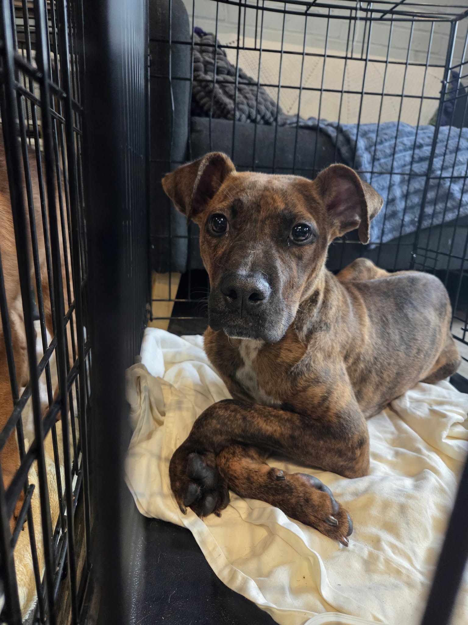 Chip, Black Mouth Cur