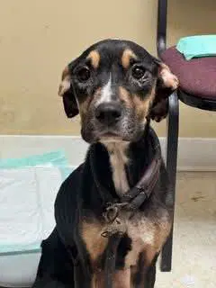 Kelsey - Hound