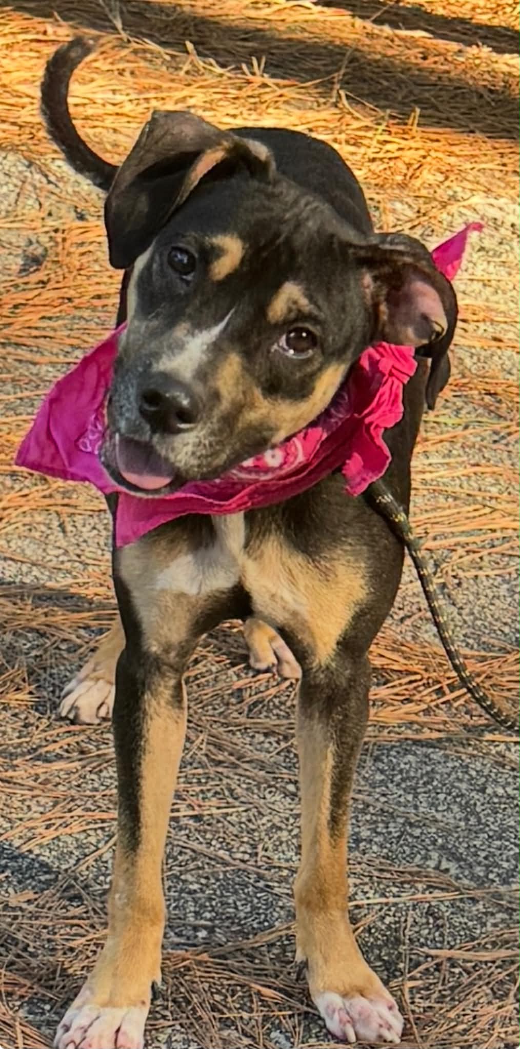 Kelsey - Hound