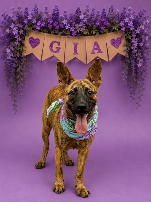 picture of the dog needing adoption