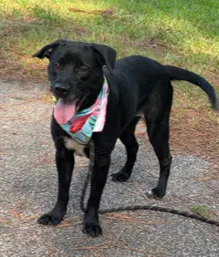 Jane - Labrador Retriever