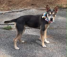 Delta - Australian Kelpie