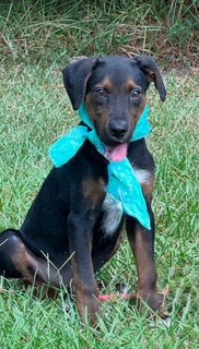 Photo 2 of Lance