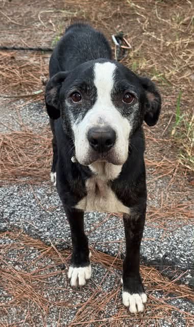 Miles, a dog for adoption from PA Pit Stop